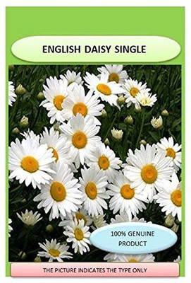 CYBEXIS Hybrid Flower Seeds- African Daisy Seed(50 per packet)