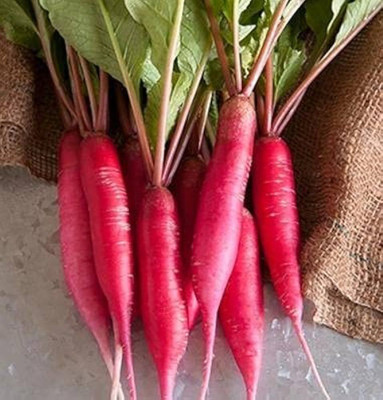 LIFELEX Radish Red Seeds, Muli Vegetable Seed(44 per packet)