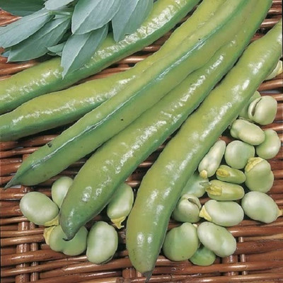 Avysa Broad Bean Seeds - Meteor Vroma Seed(25 per packet)