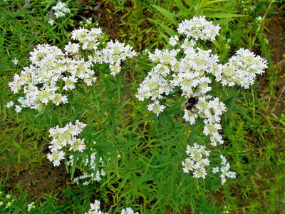 VibeX ® RXI-576 Virginia Mint Pycnanthemum Virginianum Seed(200 per packet)