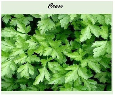 CYBEXIS Cress700 Seeds Seed(700 per packet)