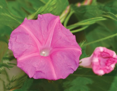 Qualtivate LXI-15 Pink Morning Glory Seeds Seed(50 per packet)