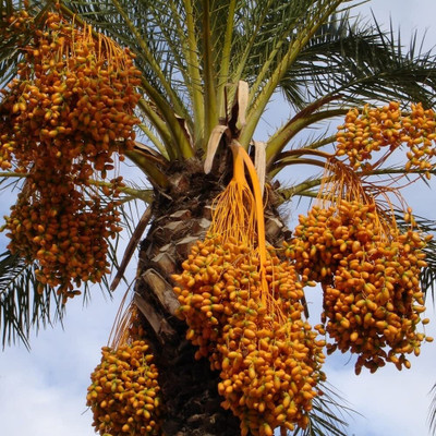 Aywal KHAJUR/DATE Seed(39 per packet)