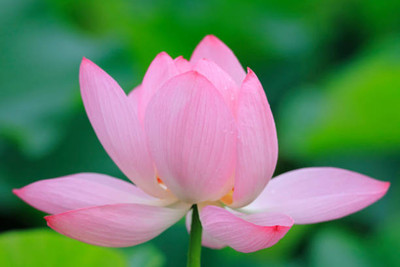 SHASHWAT CREATION lotus,kamal gatta Seed(15 per packet)