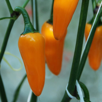 KNESSiN Easy to Grow Jalapeno Hot Pepper Vegetable Seeds for Garden-(1200 Seeds) Seed(1200 per packet)