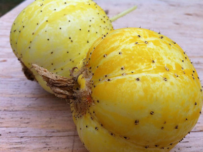 Qualtivate RES-9A Lemon Cucumber Seeds Seed(300 per packet)