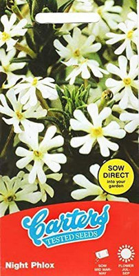CYBEXIS Night Phlox Flower Seeds/Delicate White Flowers with Superb Evening scent Seed(1 g)