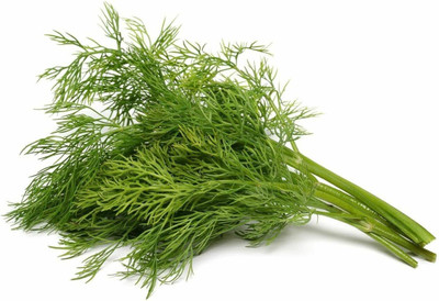 Qualtivate LX-174 Mammoth Long Island Dill Seeds Seed(500 per packet)