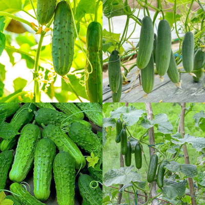 ibains Yellow cucumber seeds Kakari sosa seeds bij 23 Seed(23 per packet)
