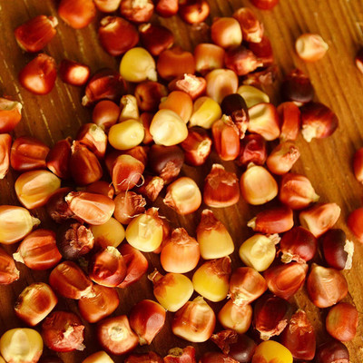 VibeX ® LXI-670 New York Red Robin Corn Seed(500 per packet)