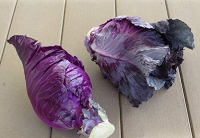 WILLVINE HAR -II Red Cabbage Kalibos [2.5g] Seed(750 per packet)