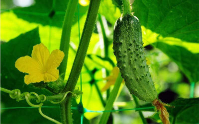 LPR KHEERA. Seed(300 per packet)