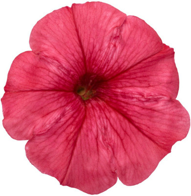 Quentova Red Scarlet Petunia-KGF-8C Seed(75 per packet)