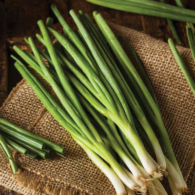VibeX HUA-82 - Evergreen Bunching Onion Green - (13500 Seeds) Seed(13500 per packet)