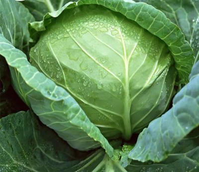 MYLAWN Green Cabbage (पत्ता गोभी के बीज) Seed(100 per packet)