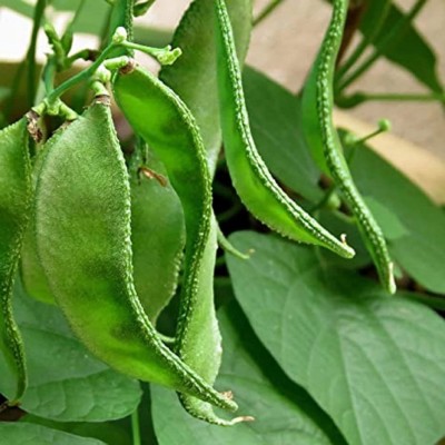 Aywal SEM PHALI DOLICHOS BEANS F1 HYBRID Vegetable Seed(19 per packet)