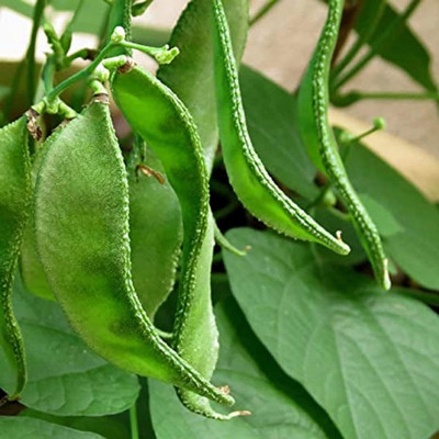 Aywal SEMPHALI Seed(17 per packet)