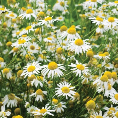 CYBEXIS NBIR-42 - Chamomile German Matricaria chamomilla - (750 Seeds) Seed(750 per packet)