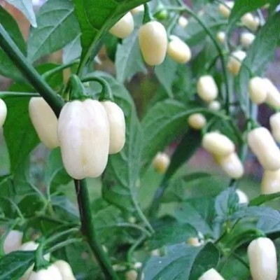 Aro White Capsicum, Capsicum, Bell Pepper Seed(30 per packet)