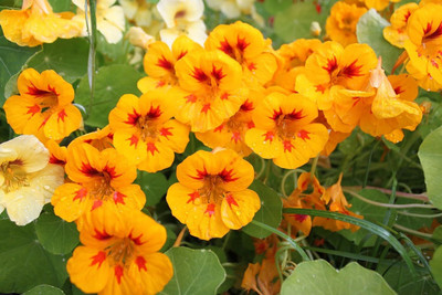 Aywal Nasturtium Mix Color Flower Seed(11 per packet)