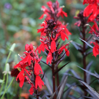 Hybrid Galaxy cardinal beautiful flower hybrid seeds 1-packet Seed(10 per packet)