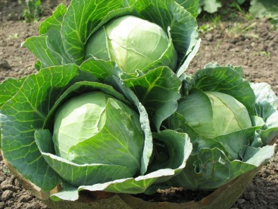 VibeX Vegetable Cabbage Green(हरी गोभी ) seeds For Home & Gardening Winter (250 Seeds) Seed(250 per packet)