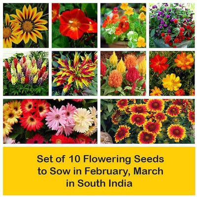 CYBEXIS Set of 10 Flowering Seeds to Sow in February, March in South India Seed(10 g)
