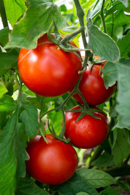 Abamec tomato Seed(120 per packet)