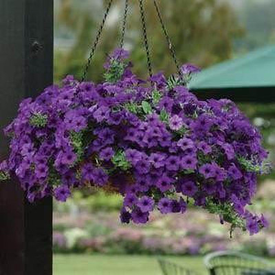 Aywal Petunia Multiflora Star Seed(100 per packet)