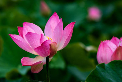 WHYGI lotus,kamal gatta Seed(15 per packet)