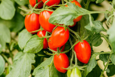 Herbex tomato Seed(145 per packet)