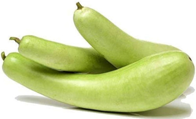 AloGardening Bottle Gourd F1 Hybrid Seeds Seed(10 per packet)