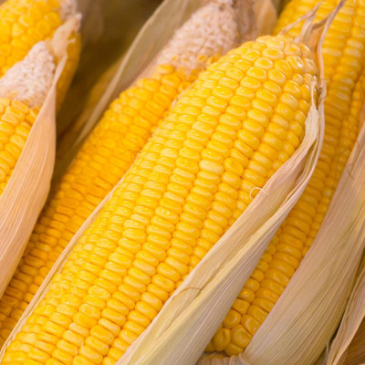 Qualtivate HUA-4A Early Sunglow Hybrid Corn Garden Seeds Seed(400 per packet)