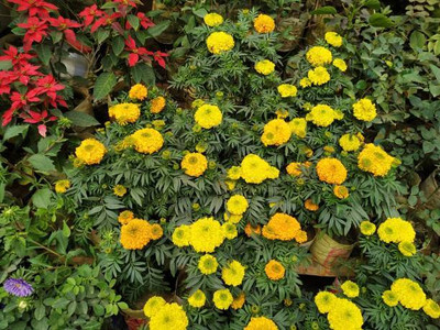 AK AGRO HYBRID SEEDS marigold/gende ka phool flower seeds Seed(50 per packet)