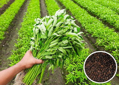 Seedsilk Water Spinach Seeds For Home Garden Seed(100 per packet)
