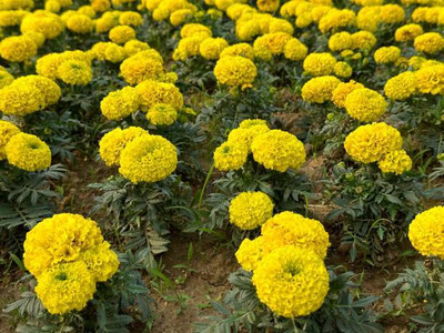 Kritharth Creation marigold/gende ka phool flower seeds Seed(50 per packet)