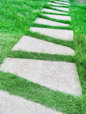 ARTA Lawn Grass Bermuda Seed(22050 per packet)