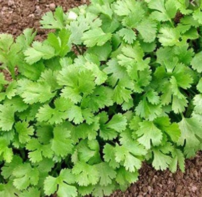 CYBEXIS LXI-90 - Organic Cilantro (Slow Bolt) - (250 Seeds) Seed(250 per packet)