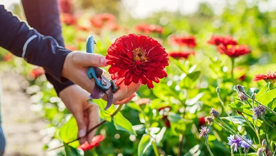 GREENSEA Zinnia Mixed Flower Seed(34 per packet)
