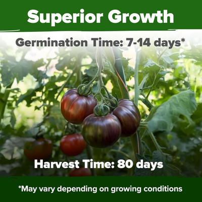 Biosnyg Non GMO Purple Cherokee Tomato Seeds for Terrace Gardening - (4000 Seeds) Seed(4000 per packet)