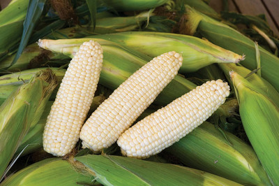 Qualtivate PUA-1A Amaize Hybrid (Sh2) Sweet Corn Seeds Seed(400 per packet)