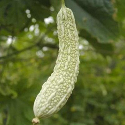 CYBEXIS High Yield White Bitter gourd Seeds400 Seeds Seed(400 per packet)