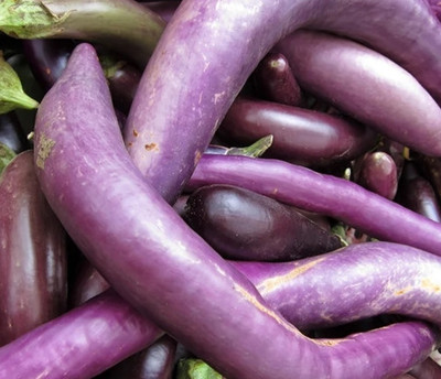 UGRA Brinjal Seed(100 per packet)
