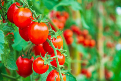 HYBRID CUCUMBER SEEDS tomato Seed(150 per packet)