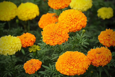 Pearlo marigold/gende ka phool flower seeds Seed(25 per packet)