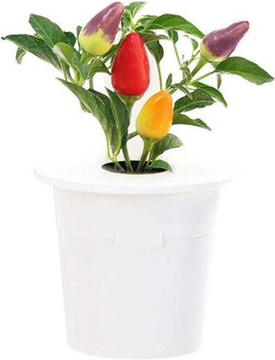 CYBEXIS Rainbow Pepper Chilli Plants Seeds1200 Seeds Seed(1200 per packet)