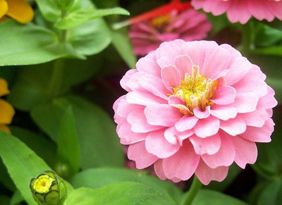 Seedsqlty marigold flower seeds hybrid mix, high germination (350 seeds) Seed(350 per packet)