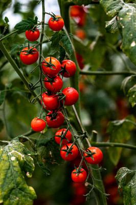 Globalplants tomato Seed(135 per packet)