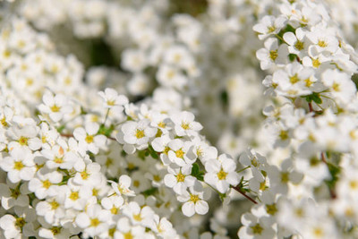 Plantzone gypsophila flower Seed(50 per packet)