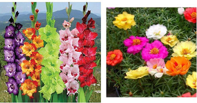 LPR FLOWER MIX Seed(50 per packet)